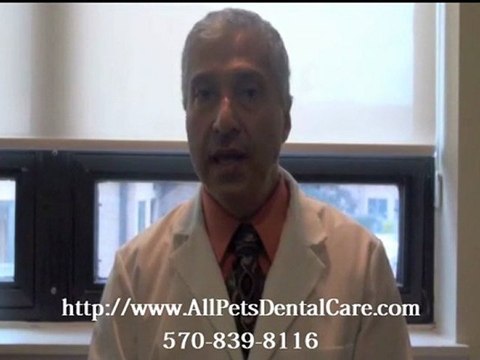 Mt. Pocono Vet for Senior Dog and Cat Health Problems