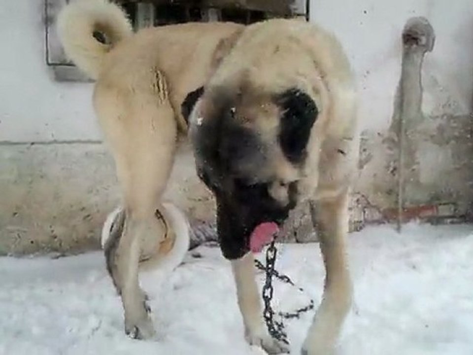 SATILIK YETİŞKİN KANGAL KARABAŞ