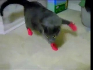 Cat hates Mittens
