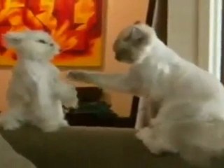 Karate kitties!