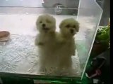 2 cute dancing puppies