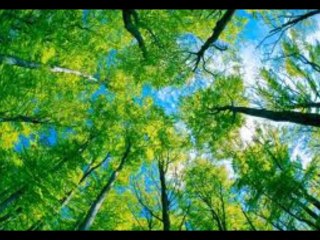 TEARS  IN  HEAVEN    Eric CLAPTON   -  Cover by LeDid