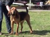 Les chiens de Saint-Hubert des Cabello du Gibey: Etan NE 2011