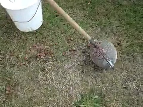 Yerden fındık toplama aparatı kumanda.org