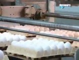 Yumurta üretimi nasıl yapılır  www.kumanda.org