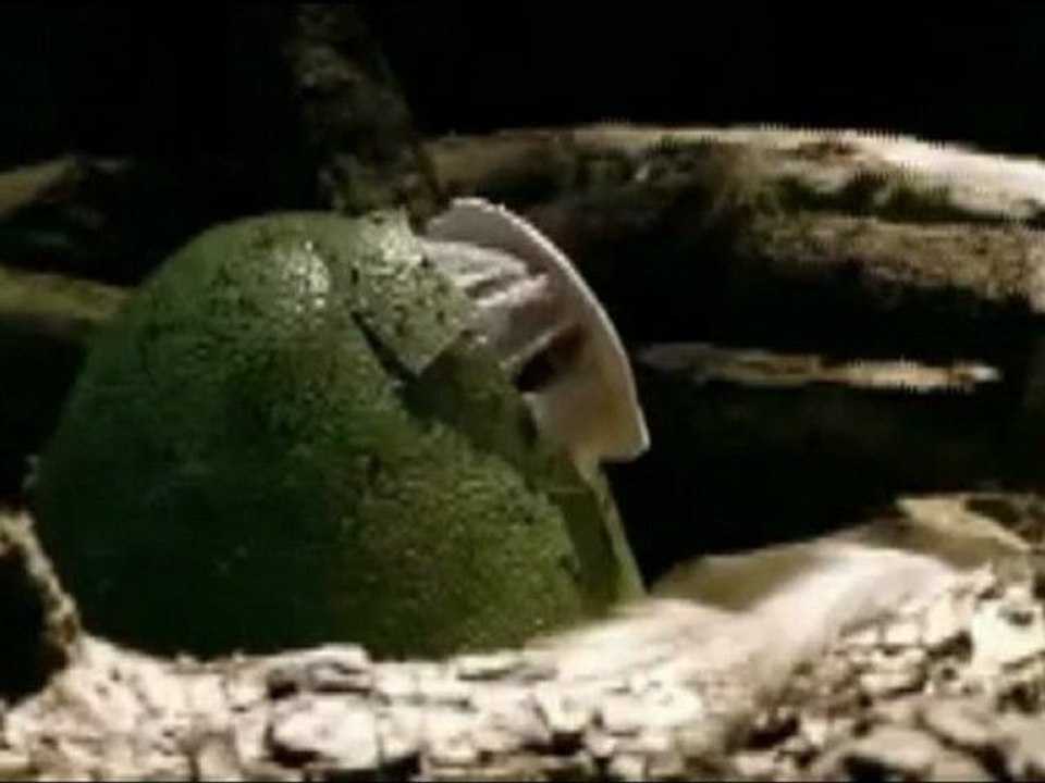 Vor 49 Millionen Jahren - Eozän - Säugetiere - frühe Primaten