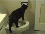 Cat Uses Toilet and Toilet Paper