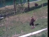 Mama bear trying to shake a baby bear from a tree