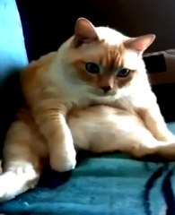 Cat hiccups and fart at the same time