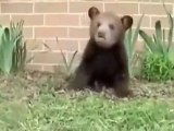 Sneezing bear cub