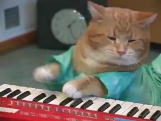 Keyboard cat reincarnated
