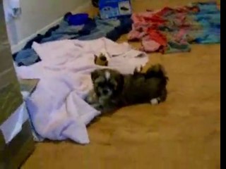 Speed eating contest! Yorkie VS Maltese