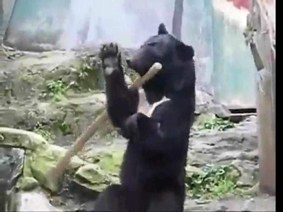 Kung fu bear in Japan