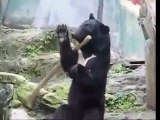 Kung fu bear in Japan