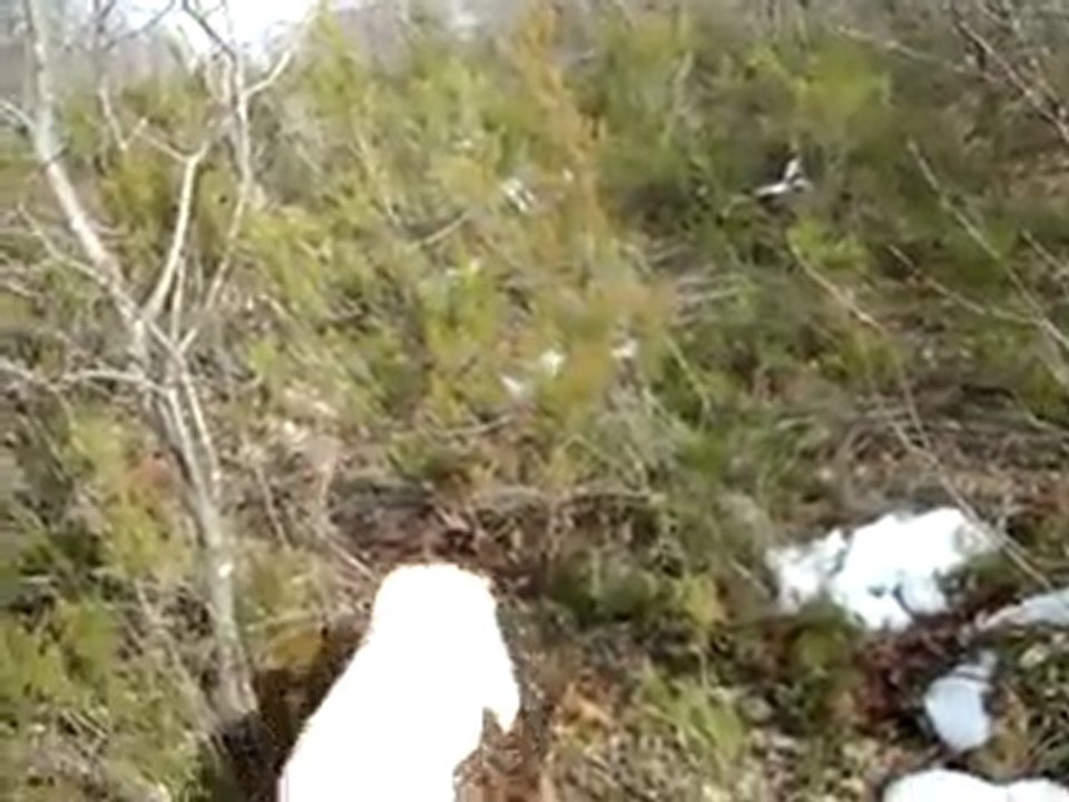 22 ŞUBAT 2012 ÇULLUK AVIM COY (puanter) ve SUNNY setter