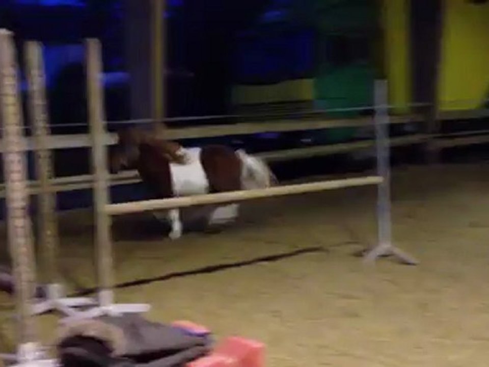 Arlequin premiers sauts en liberté 2