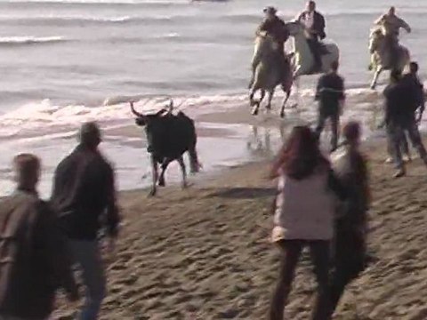 Camargue Festival d'Abrivado Les Saintes Maries de la Mer