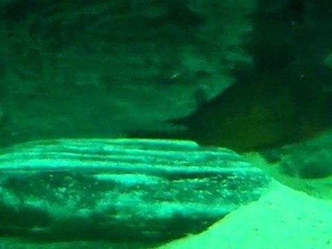 FO TROPHEUS MOORİİ İLANGİ