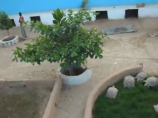 TORTUES PONDEUSES A DBAGANA