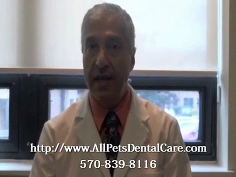 Staff & Facility of a Vet in Animal Hospital of Mt. Pocono