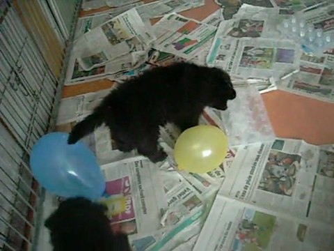 18 février 2012 : 5 semaines et demi