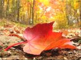 Cevdet BAĞCA   "KIRGIN"