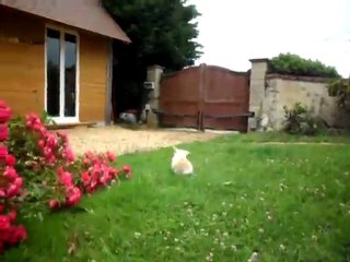 Emy-Rose lapine bélier naine fille Lola x Fourrure en liberté