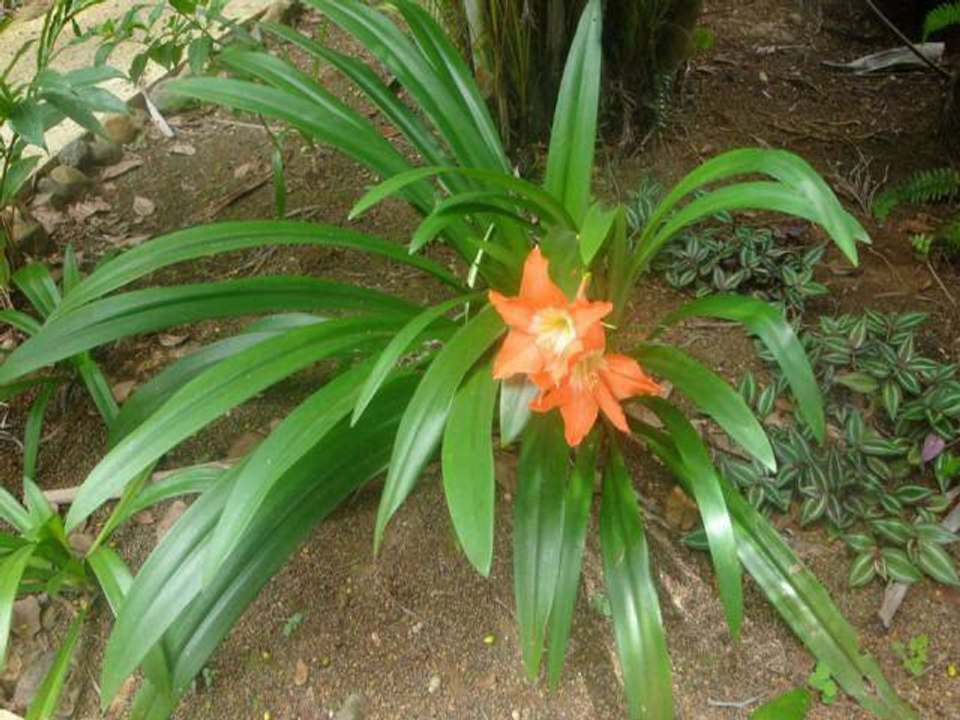 LES AMARYLLIS