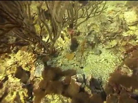 Ko Phi Phi Plongée Fev 2012