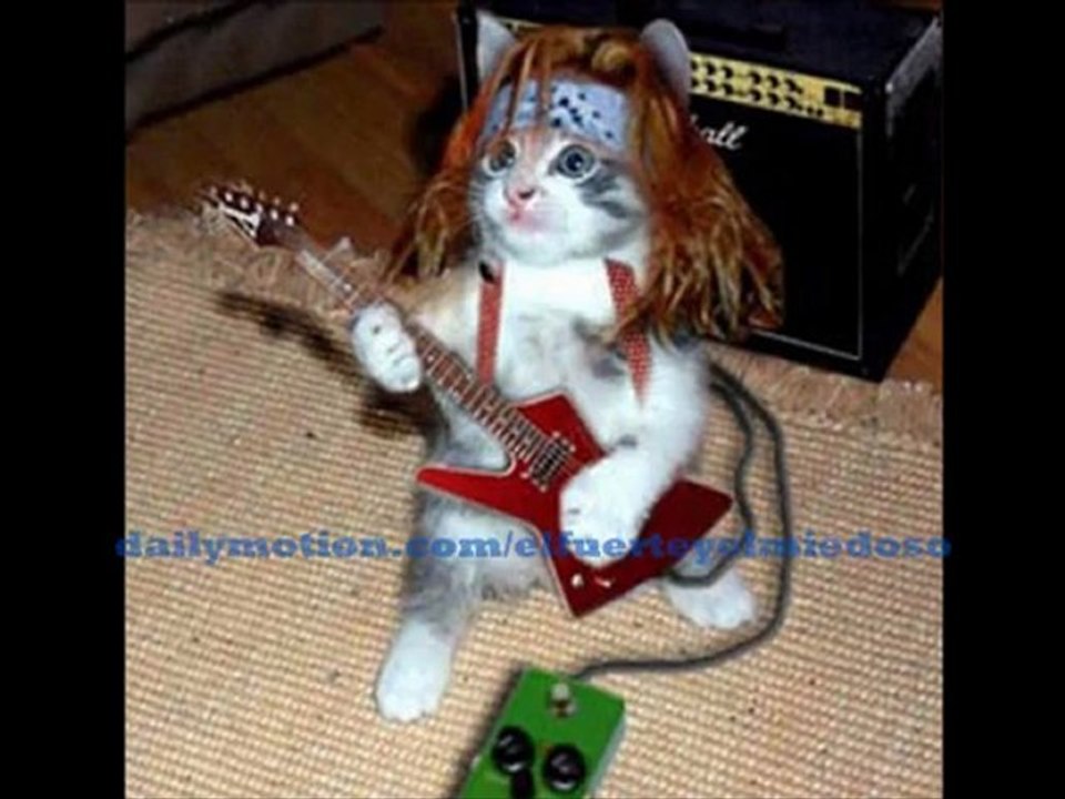 el rockero gatuno