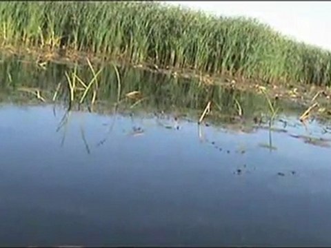 Здесь гнездо лебедей