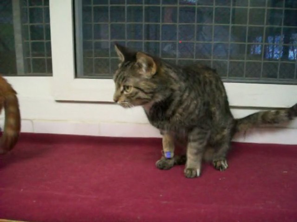 minette tigrée et chaton roux