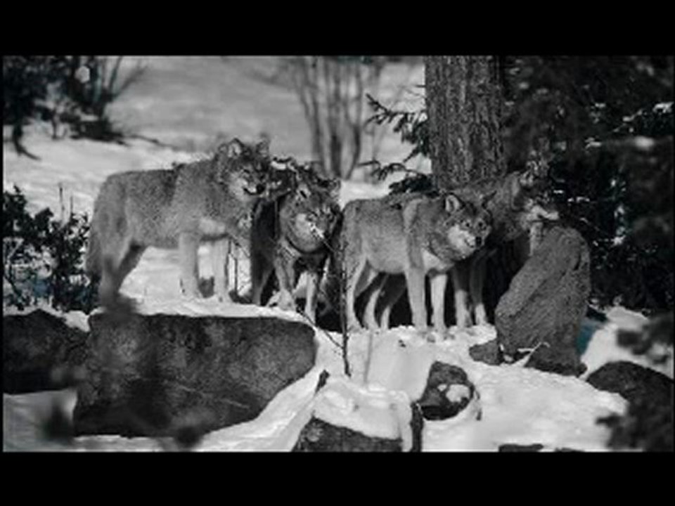 Untoten - als ich unter Wölfen schlief