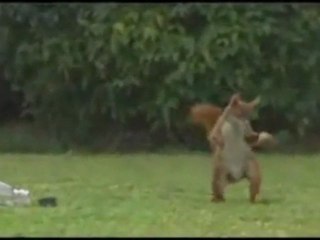 Squirrel doing kick ups