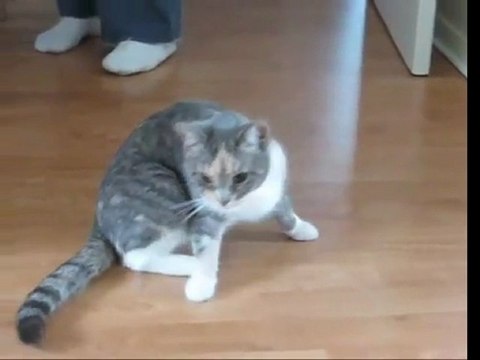 Drunk kitty (sedated after vizit to the vet)