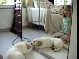 Puppy attacks mirror