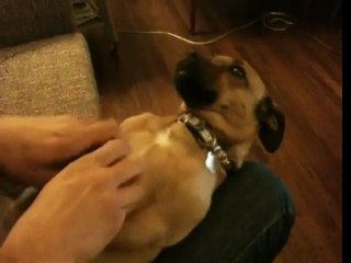 Surprised dog