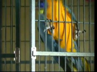 Jail Bird (bond bird)