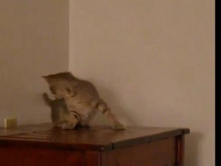 Kitten chases her tail
