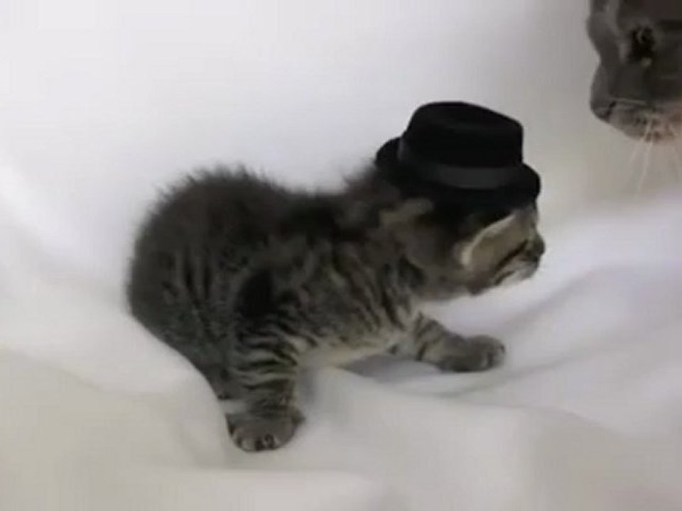 Kitten Wearing a Tiny Hat