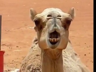 Funny Animal Behavior : Camel Chewing