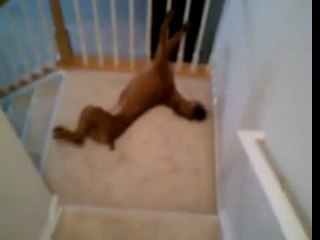 Lazy Dog Slides Down Stairs