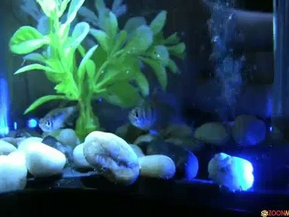 USB Fish Tank Aquarium