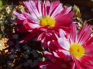 EL JILGUERO SENTIDO  - LADYAGUA