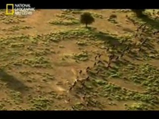 سلسلة هجرات عظمي _ أول الحكاية سير دؤوب