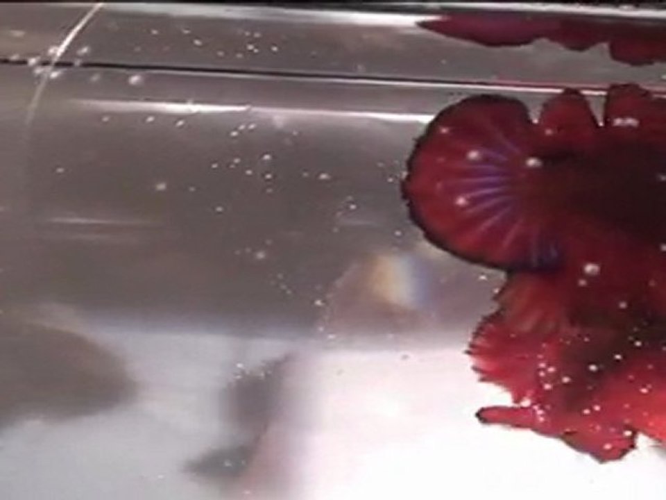 Show Betta. OBA QDPK février 2012.