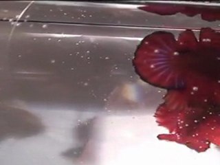 Show Betta. OBA QDPK février 2012.