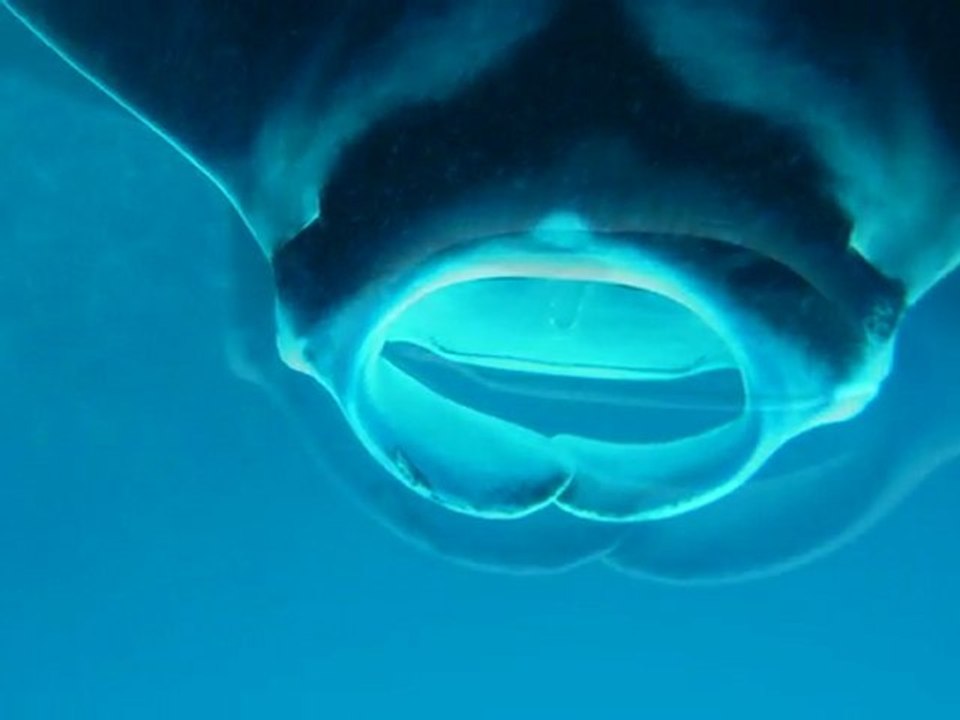 Raie manta, sortie Aquanature avec le club APNEA, 18 février 2012