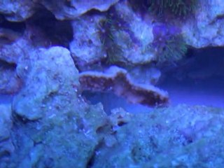 My Fish Tank Bare Bottom