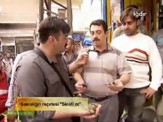 IĞDIR AKTAR SİNİR OTU (SİHİRLİ OT)